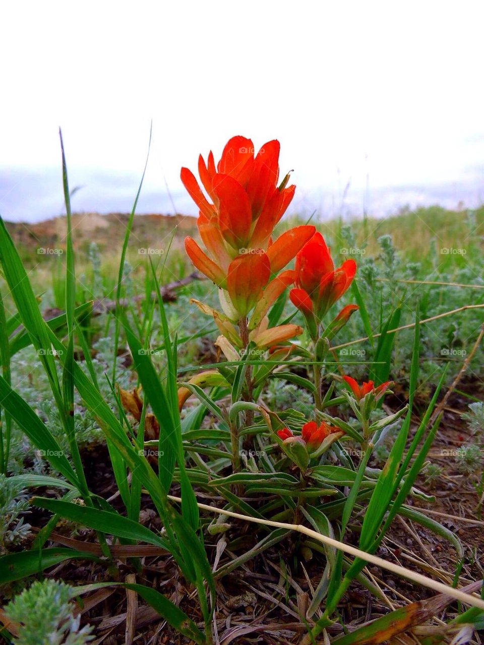Colorado wildflower
