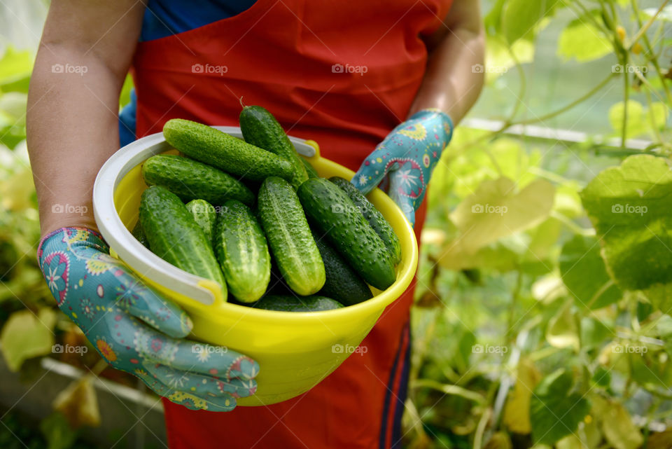 the harvest of cucumbers in the hands of a woman in a greenhouse