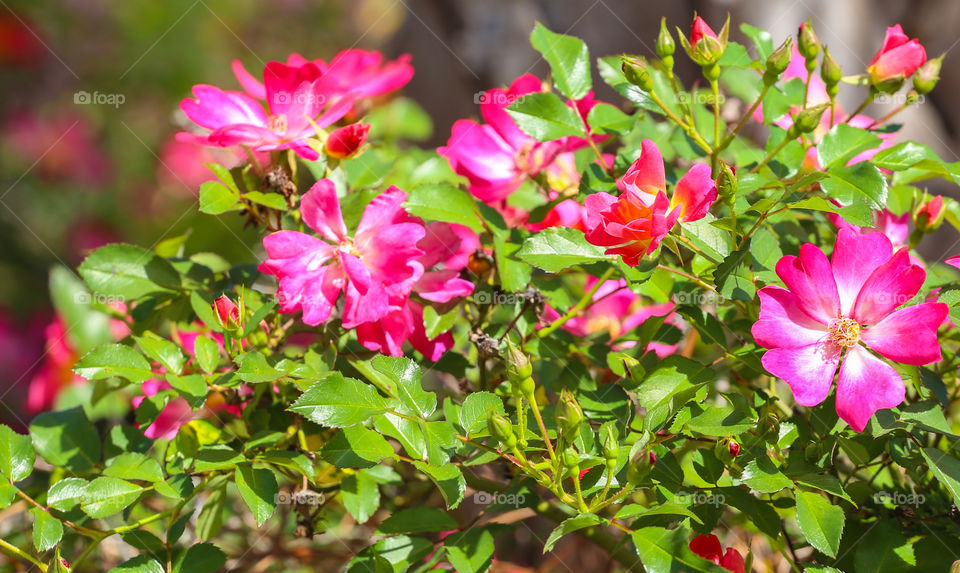 Blooming, Colorful Spring Flowers in Florida