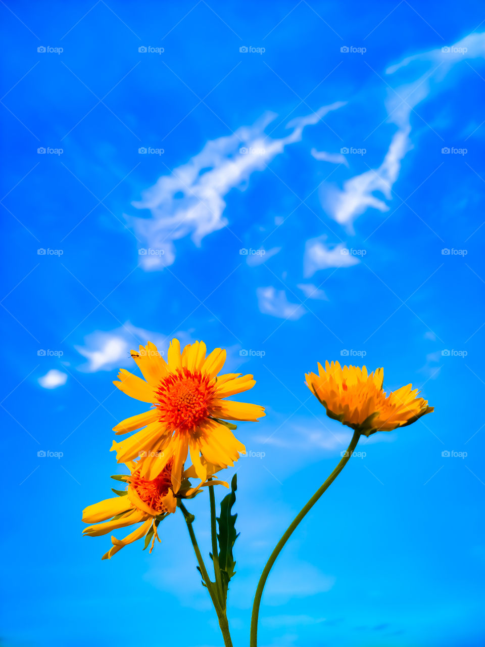 Desert Sunflower background against blue sky