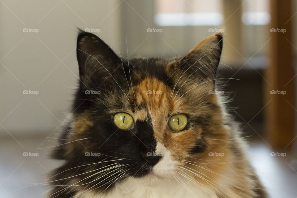 Close-up of a cat