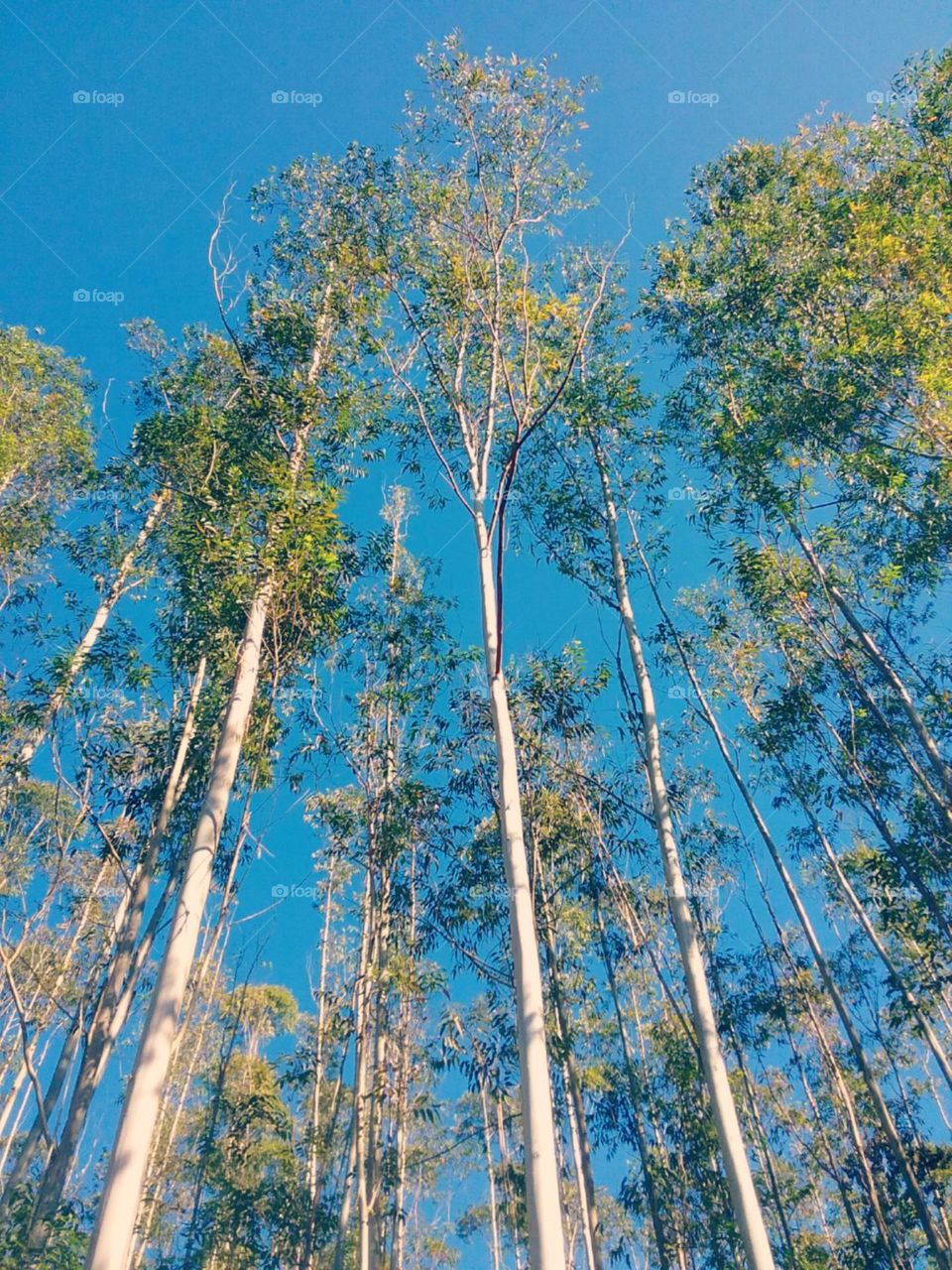 Elegantes e esbeltos.