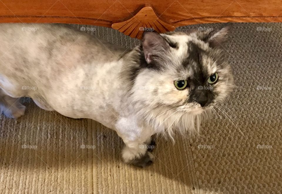 Layla our gray and black cat after being shaved by groomer 
