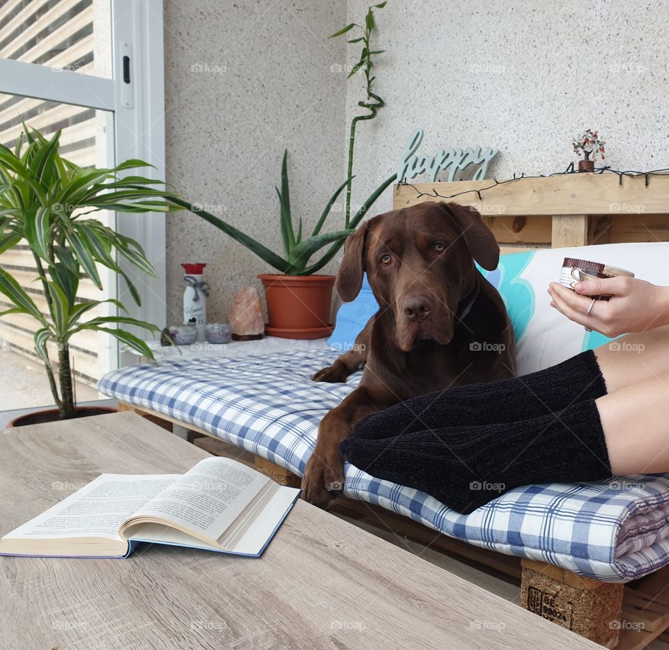 Labrador#dog#pet#animal#puppy#chill#room#indoors#homedecor#plants#relax#terrace