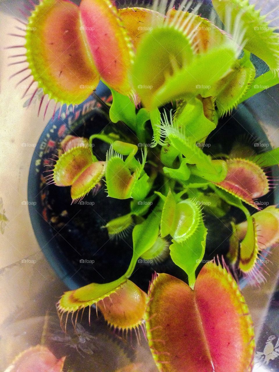 Venus flytrap