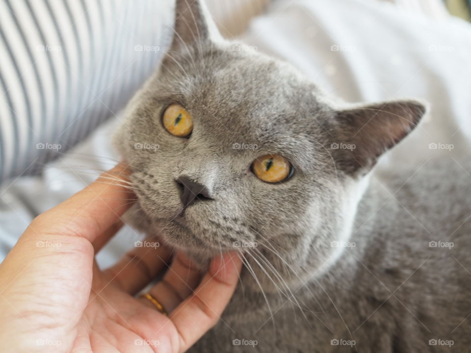 90 degree angle head body short of beautiful male 8 months British shorthair blue gray cat with yellow green eyes lying down on a sofa with Striptease cotton and looking straight ahead to camera on woman hand