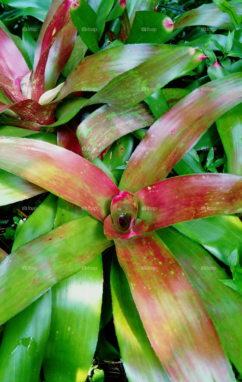Colorful Plant