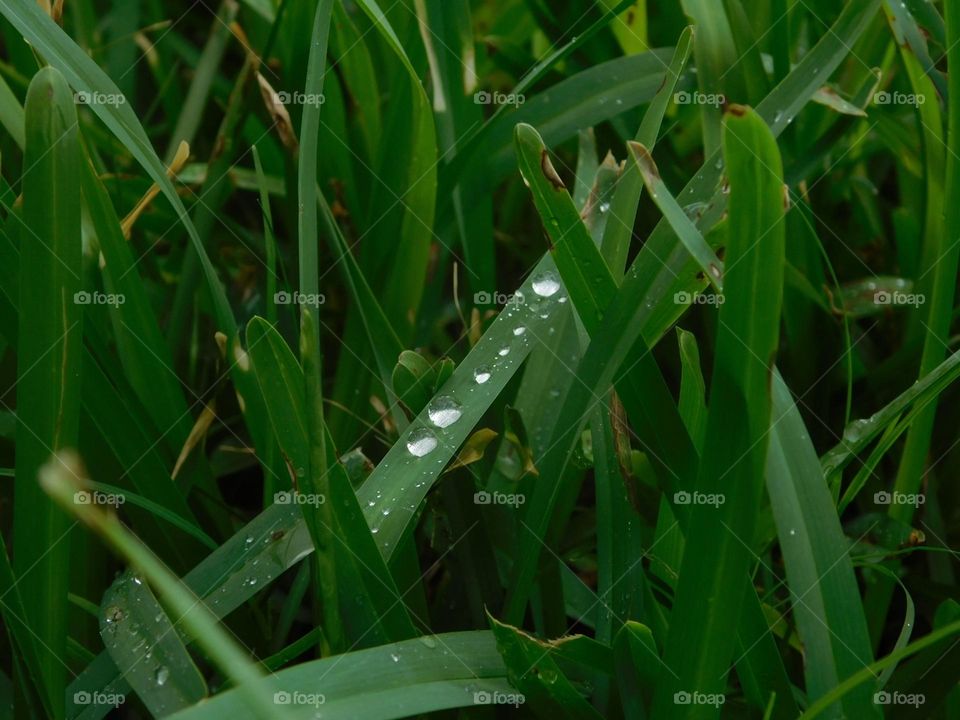 great detail of grass with water droplets after the rain.