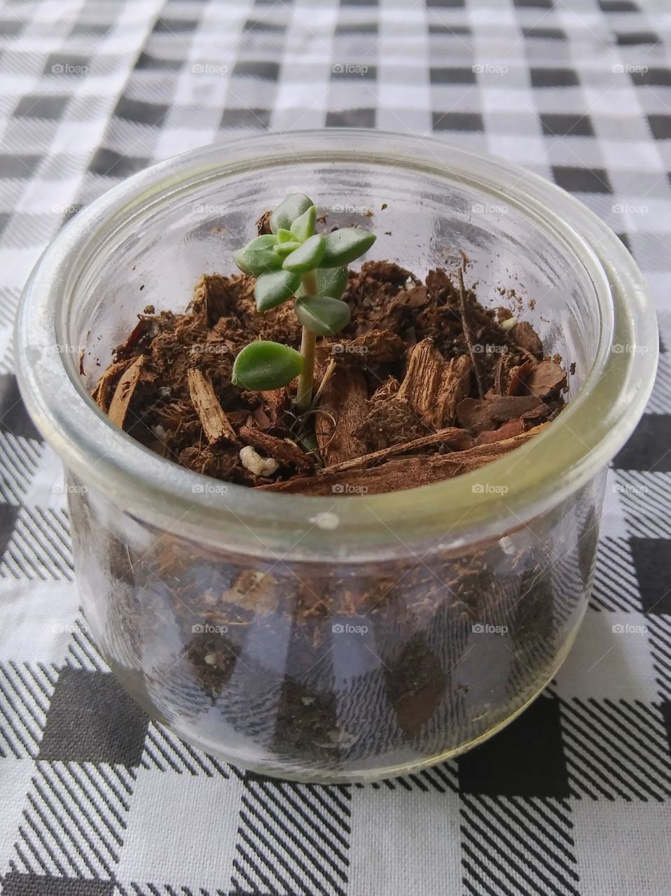 A budding succulent in a small glass jar.