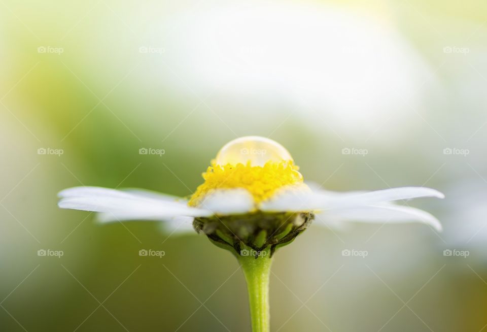 water droplets on top of flower