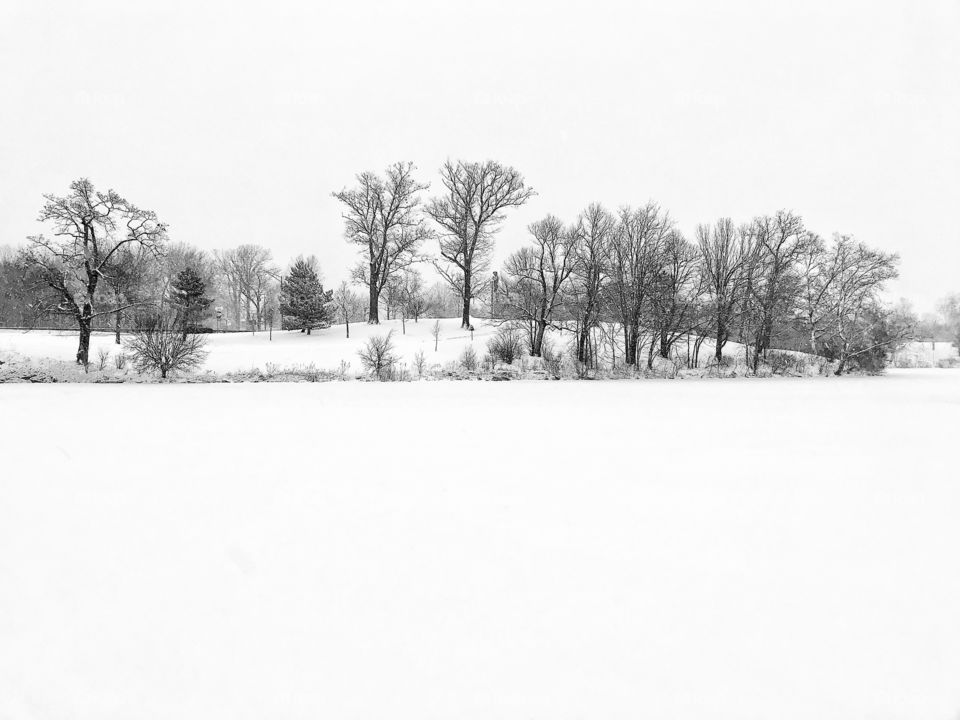 Winter trees