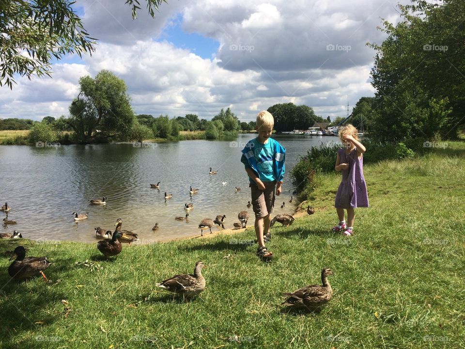 Feeding the ducks, River Thames, Chertsey, Surrey, England
