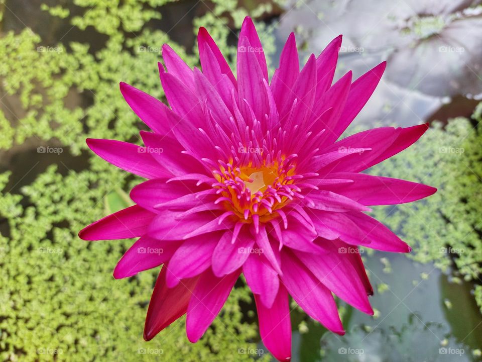 Pink waterlily lotus Flower