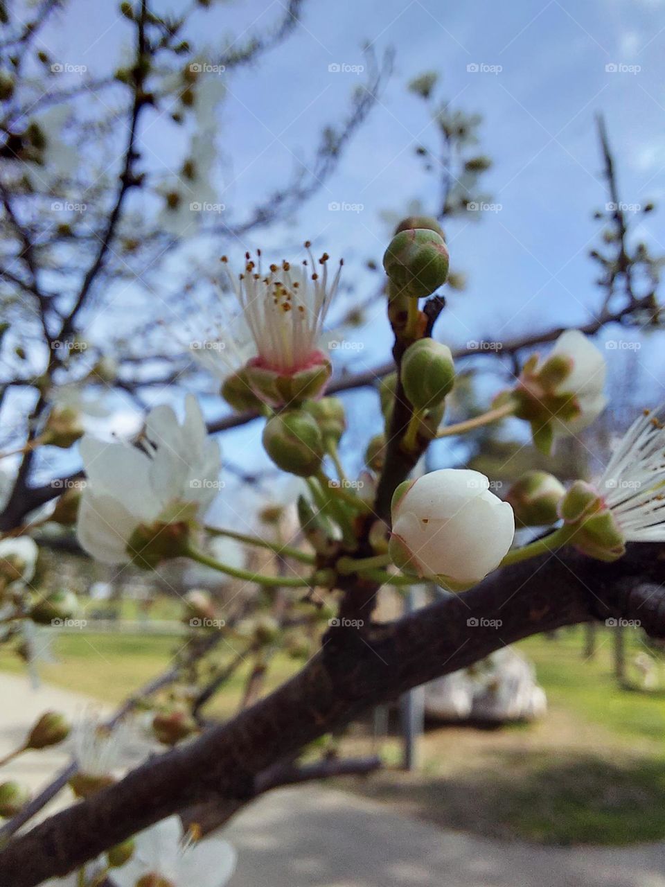 Plum tree blooming