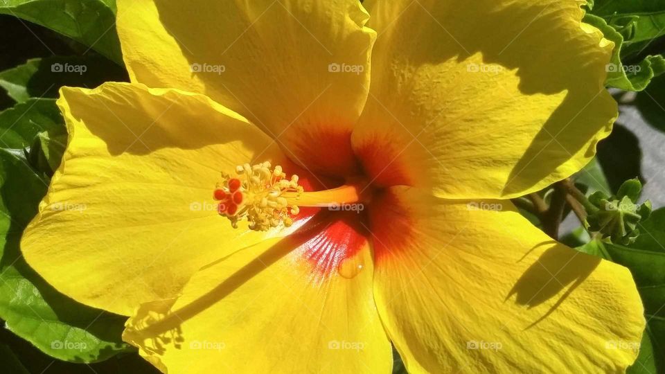 Bright yellow and red hibiscus with a dew drop and shadows.