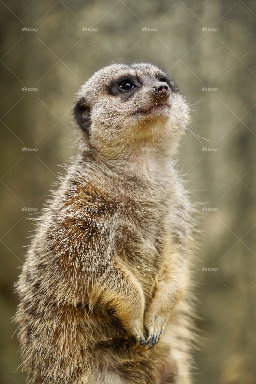 Meerkat