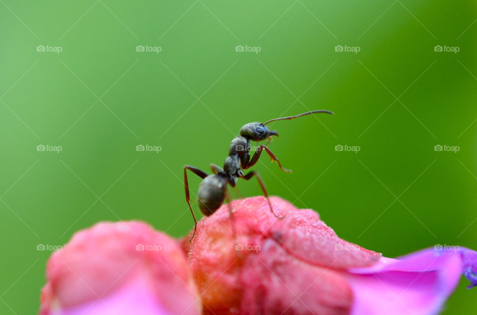 ANT