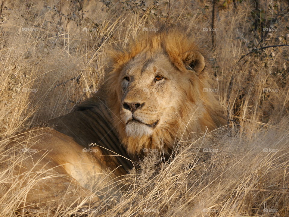 Cat, Lion, Wildlife, Mammal, Safari