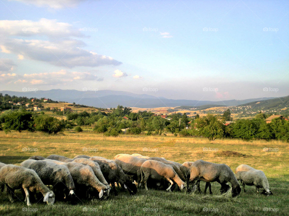 Sheep on pasture, country life