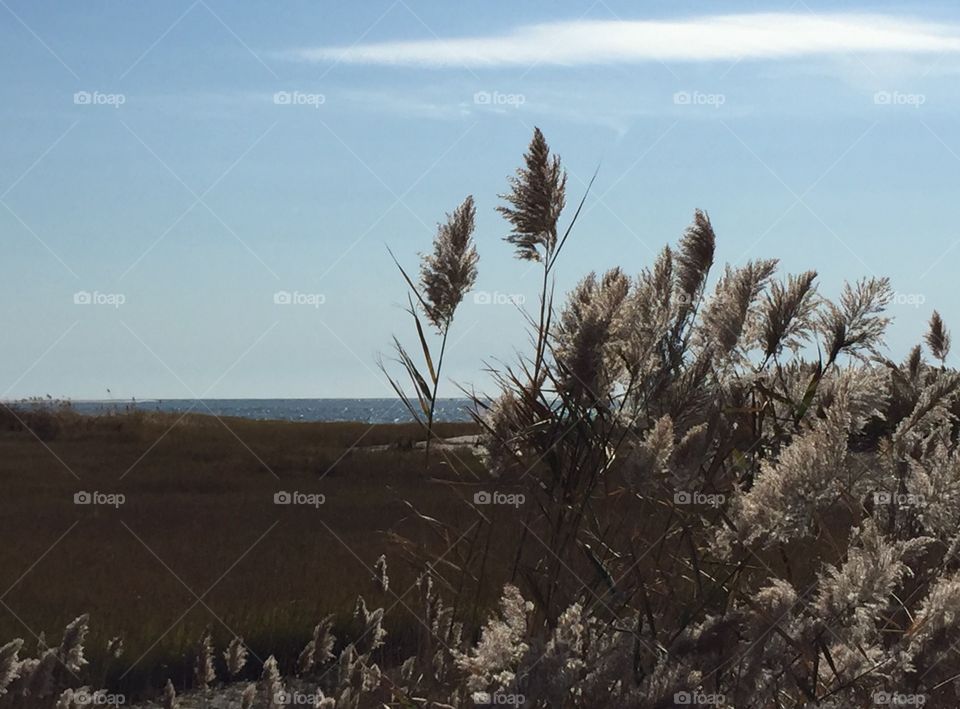 Plant near sea