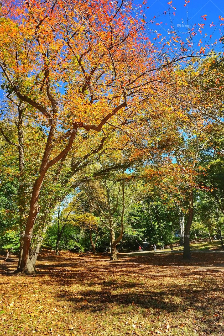 Autumn in Central park