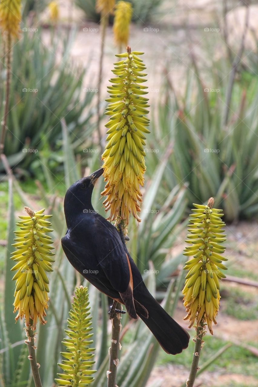 A bird eats from plant