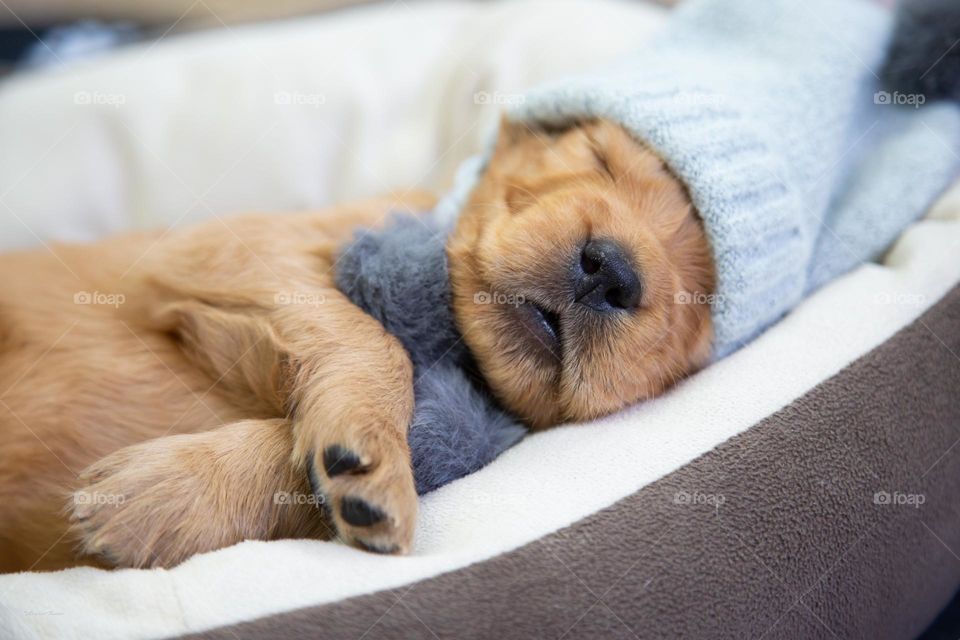 Adorable Puppy getting his sleep 💤