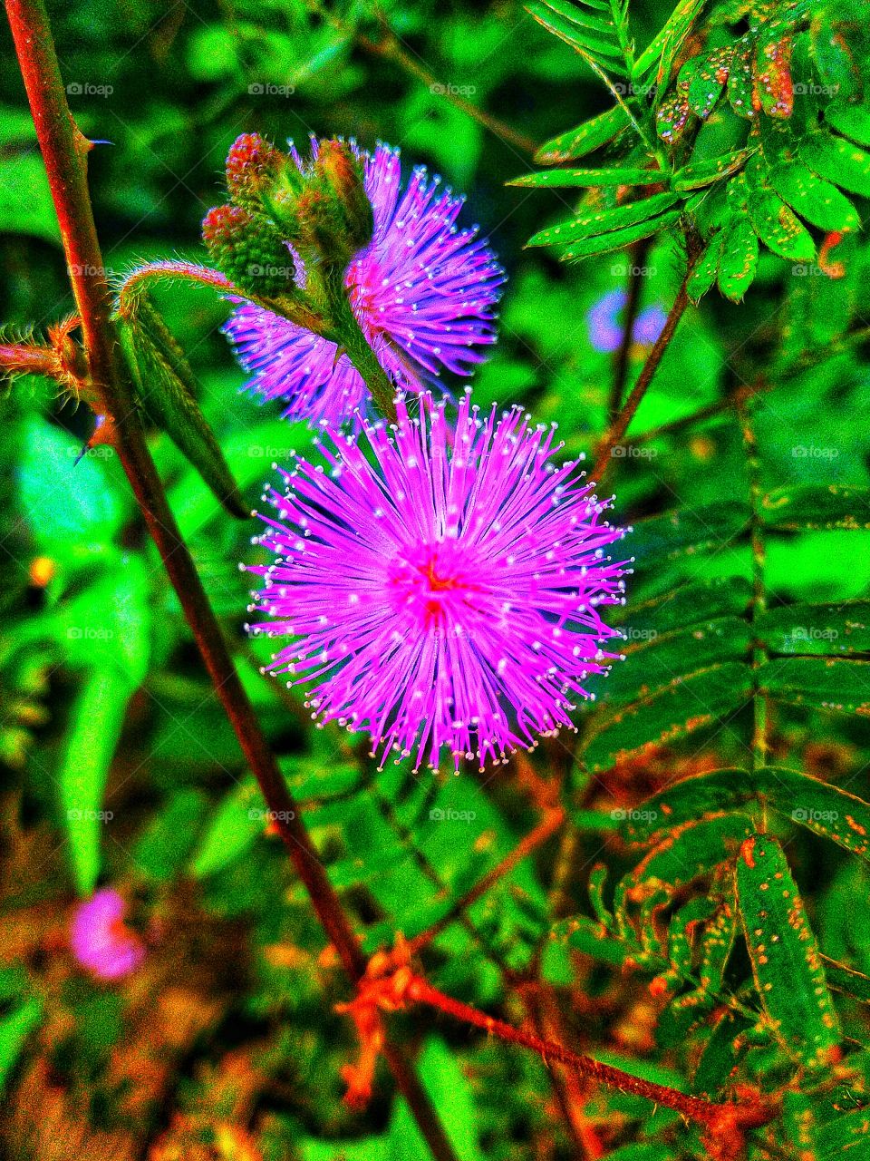 Beautiful shy princess flowers and thorny stems.