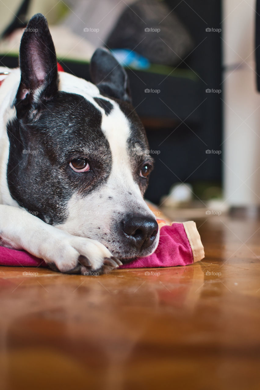 Sleepy dog portrait