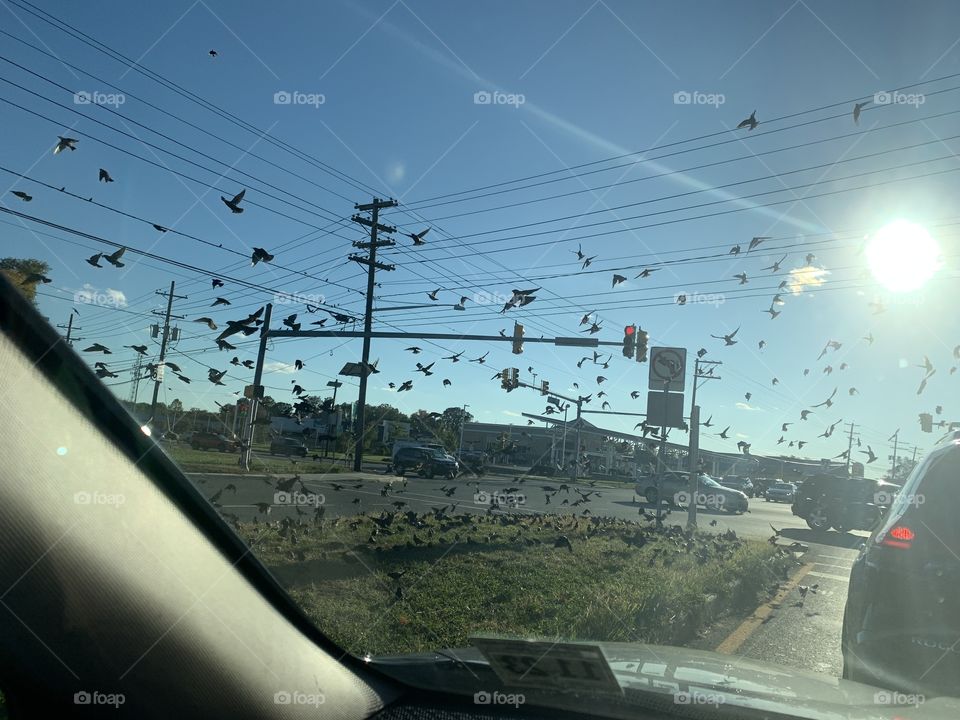 Flock of birds car window view 