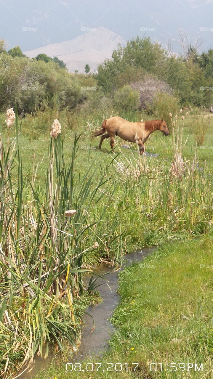 horse and cattails