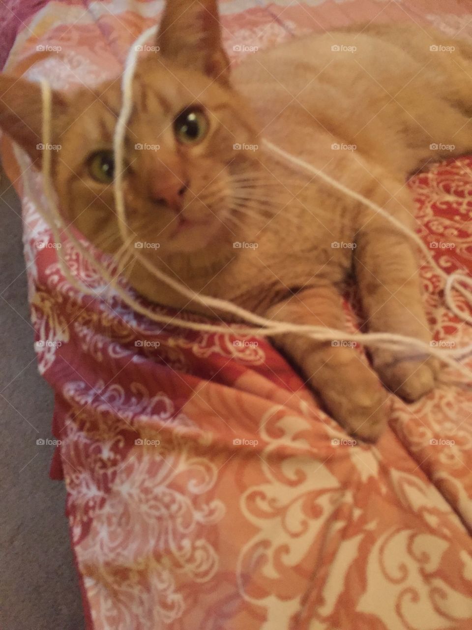 Garfield, the orange cat playing with a piece of yarn on his face. 