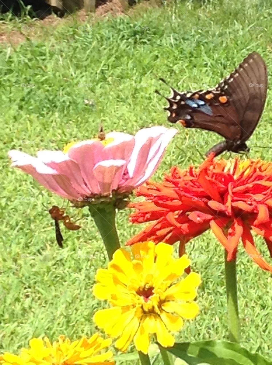 Bee and Butterfly