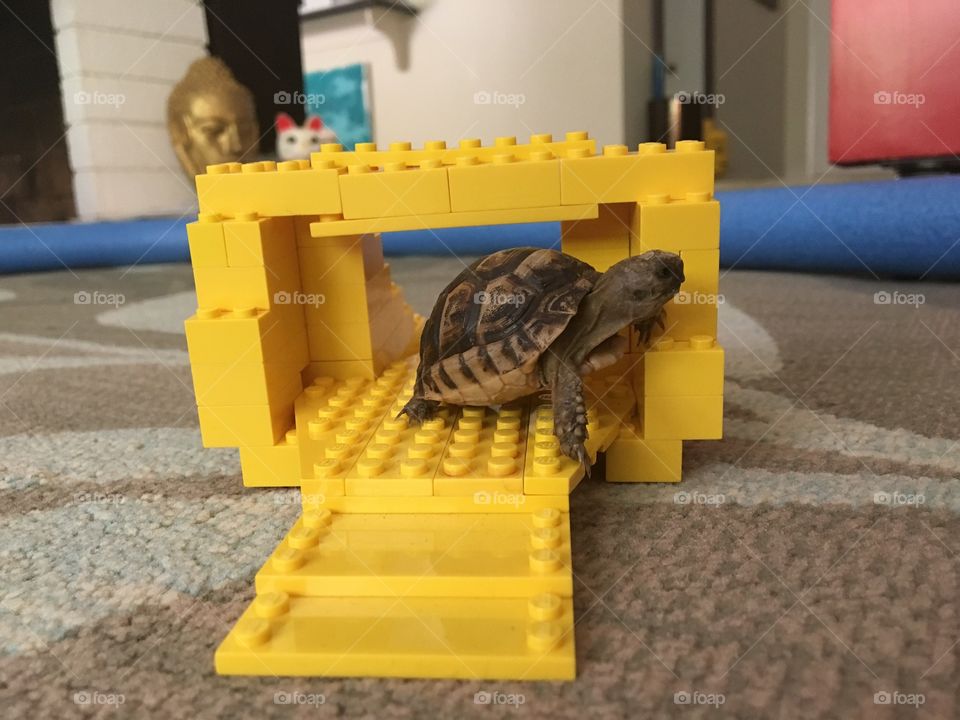 The climbing tortoise 