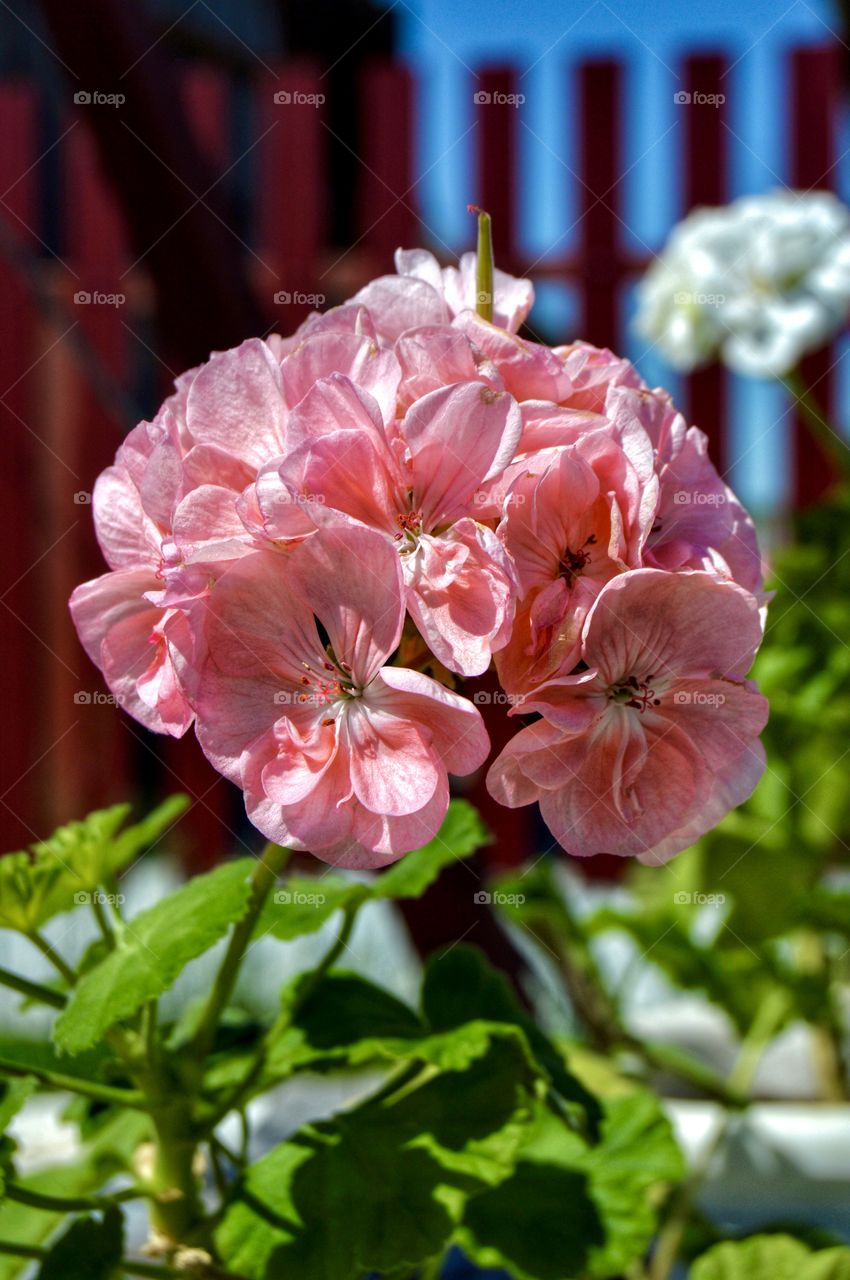 On the flower bed and in the garden, pink flowers immediately immerse you in the atmosphere of a fairy tale. It is impossible to remain indifferent to such an elegant beauty!