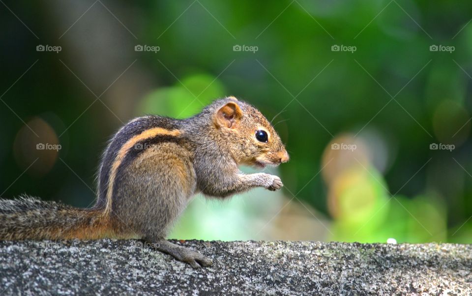 Squirrel