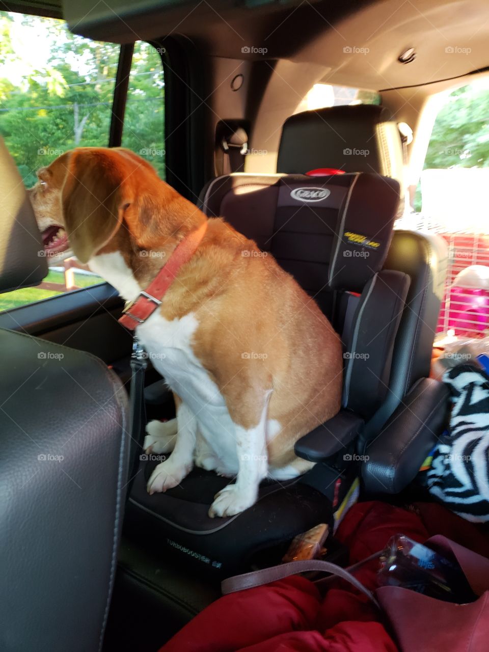 Move Your Feet Lose Your Seat, Beagle in car seat, red collar, backseat beagle, dog,