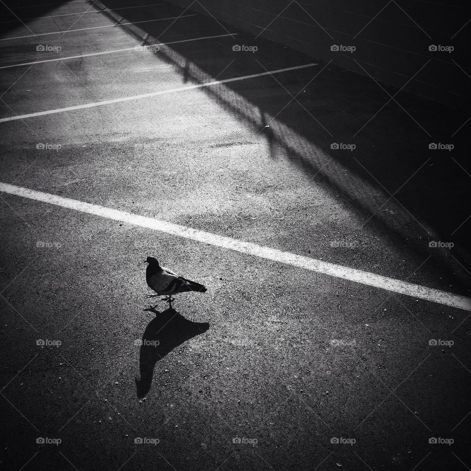 Pigeon in Parking Lot