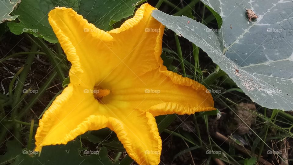 The flower is very morning click very beauty