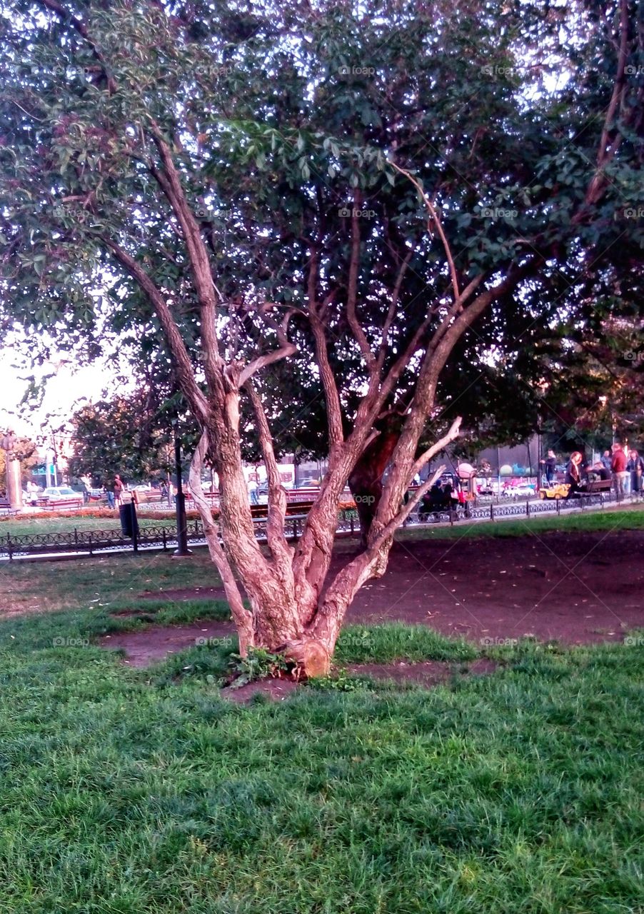 Красивое beautiful tree дерево