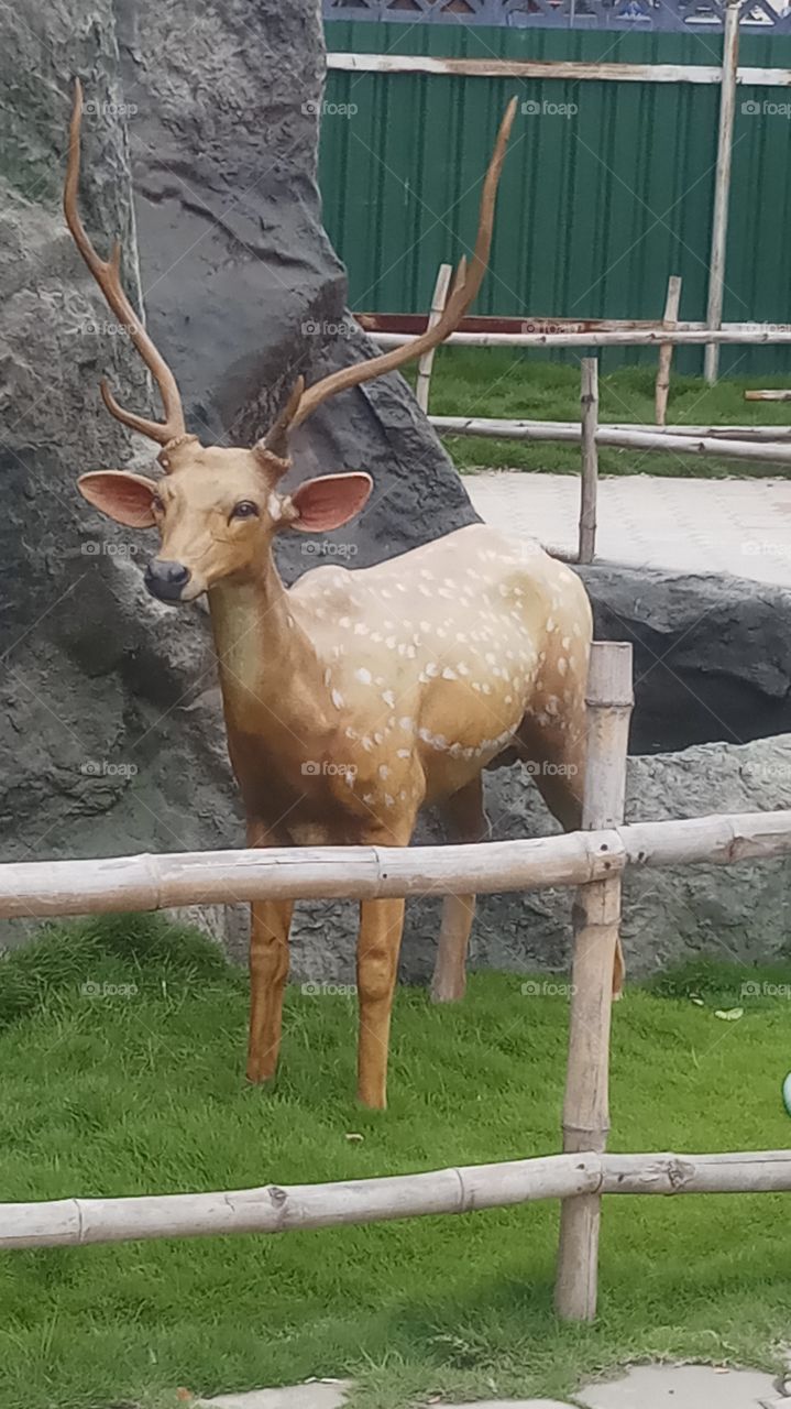 This deer is very very beautyfull and nice click