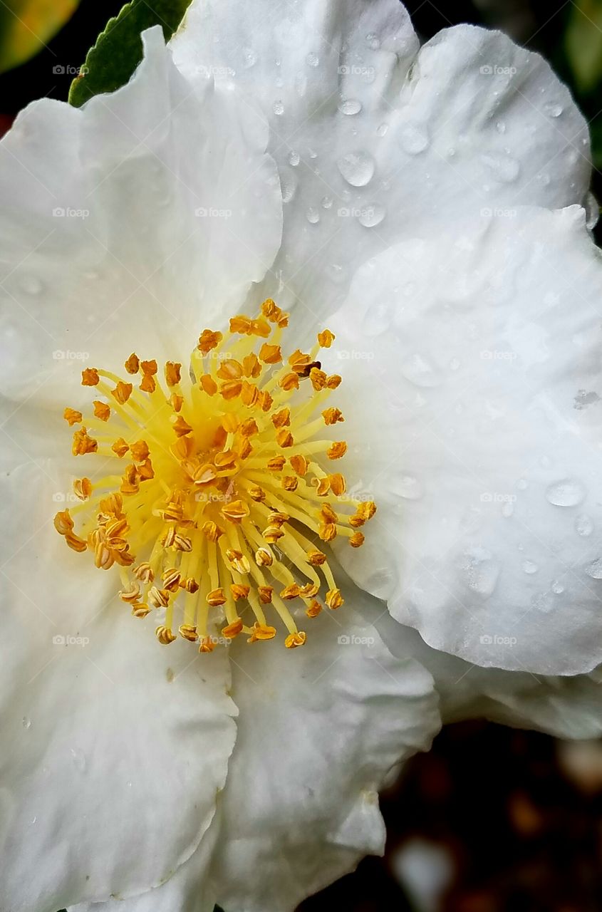 flower in the rain sheltering bug