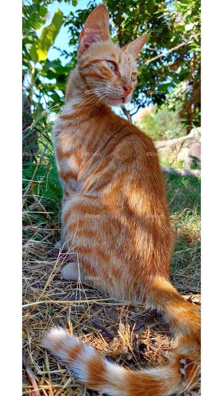 The cat is a cute animal