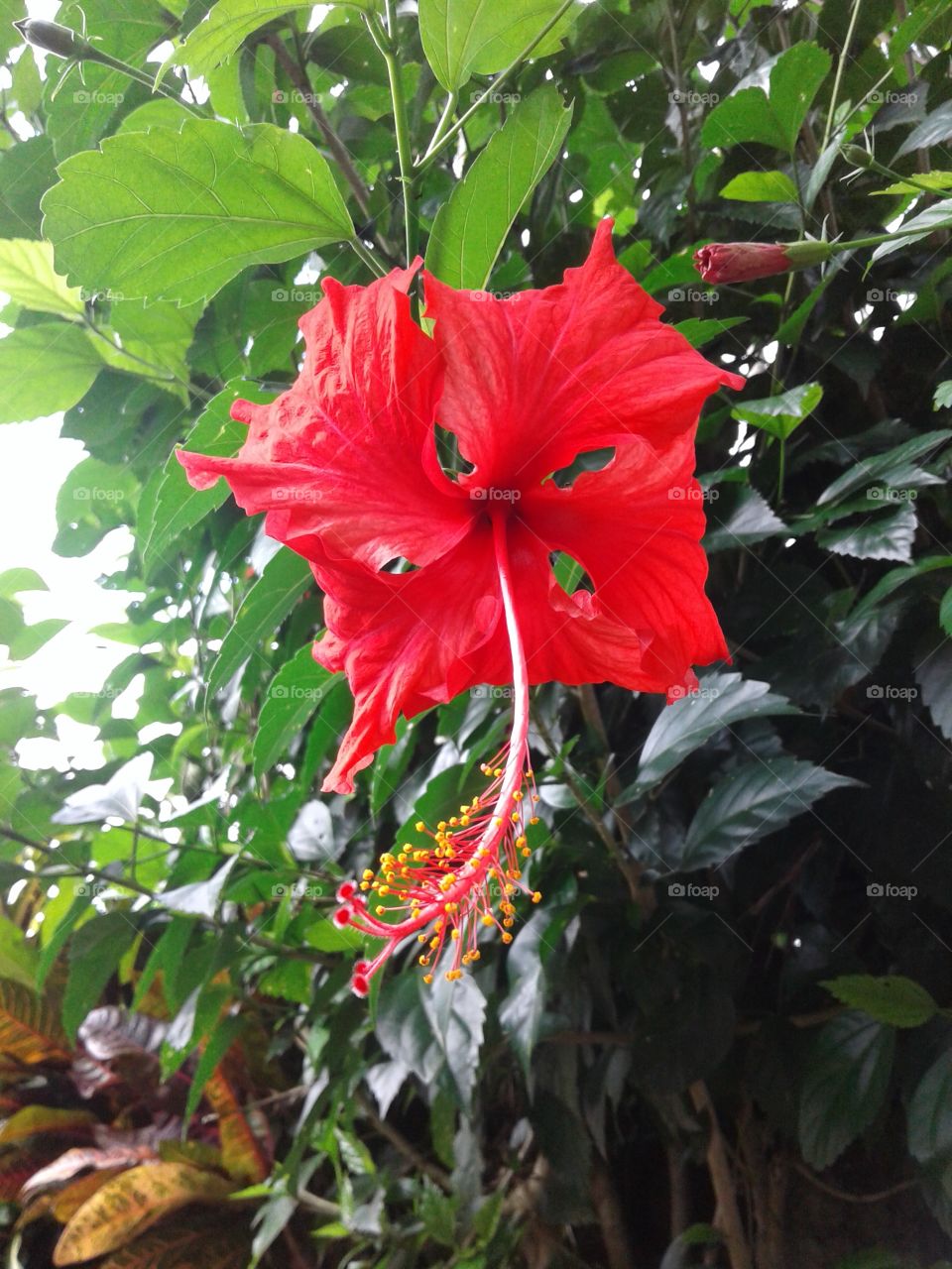 red hibiscus flower