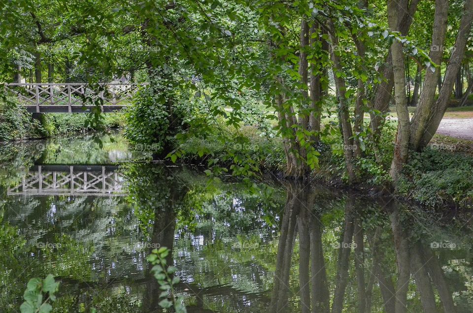 Wood, Nature, Leaf, Tree, Landscape