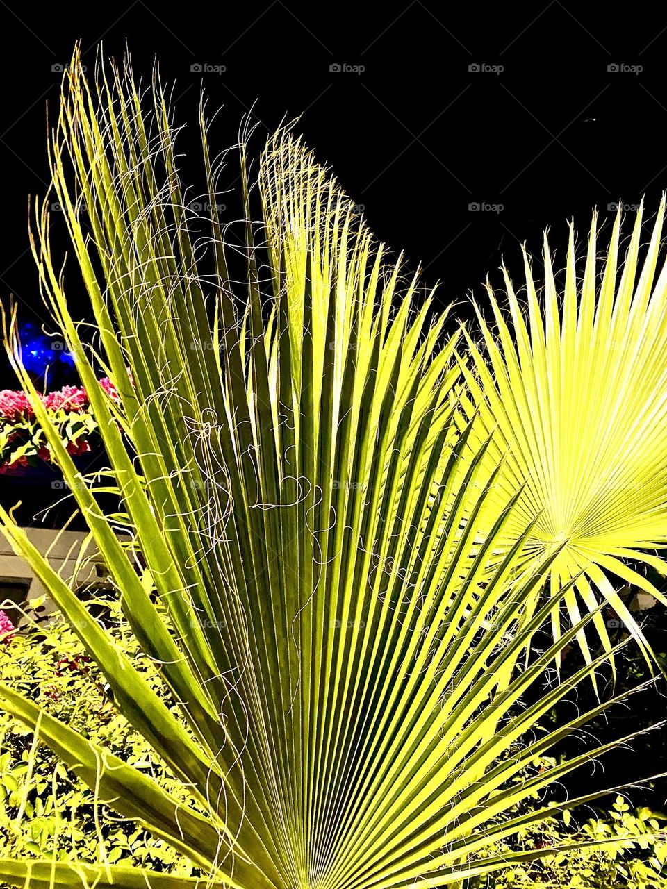 Пальмовая ветвь, или пальмовая ветвь, — символ победы, триумфа, мира и вечной жизни, зародившийся в древнем ближневосточном и средиземноморском мире