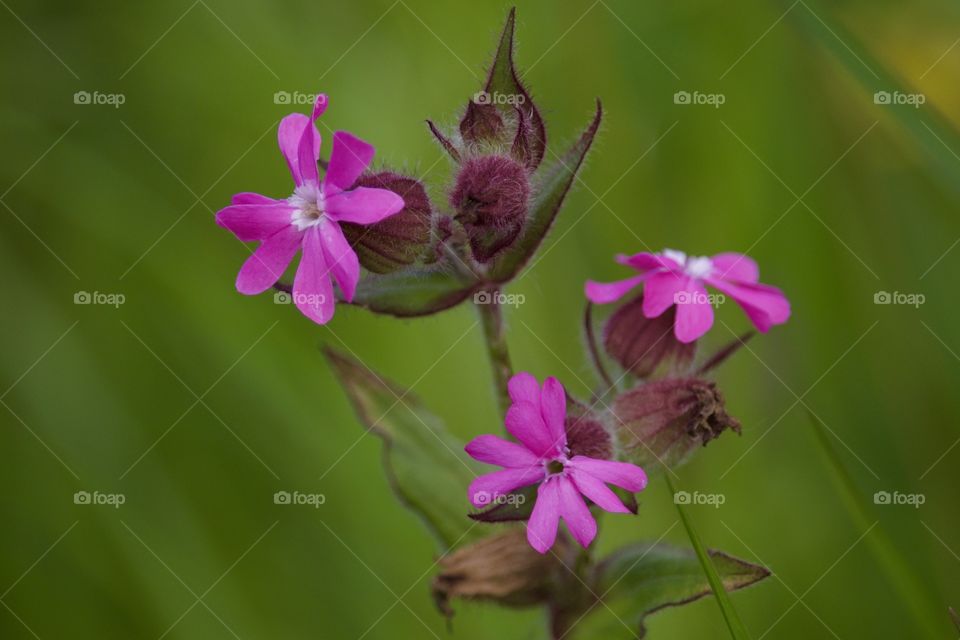 Close-up of pink flowers