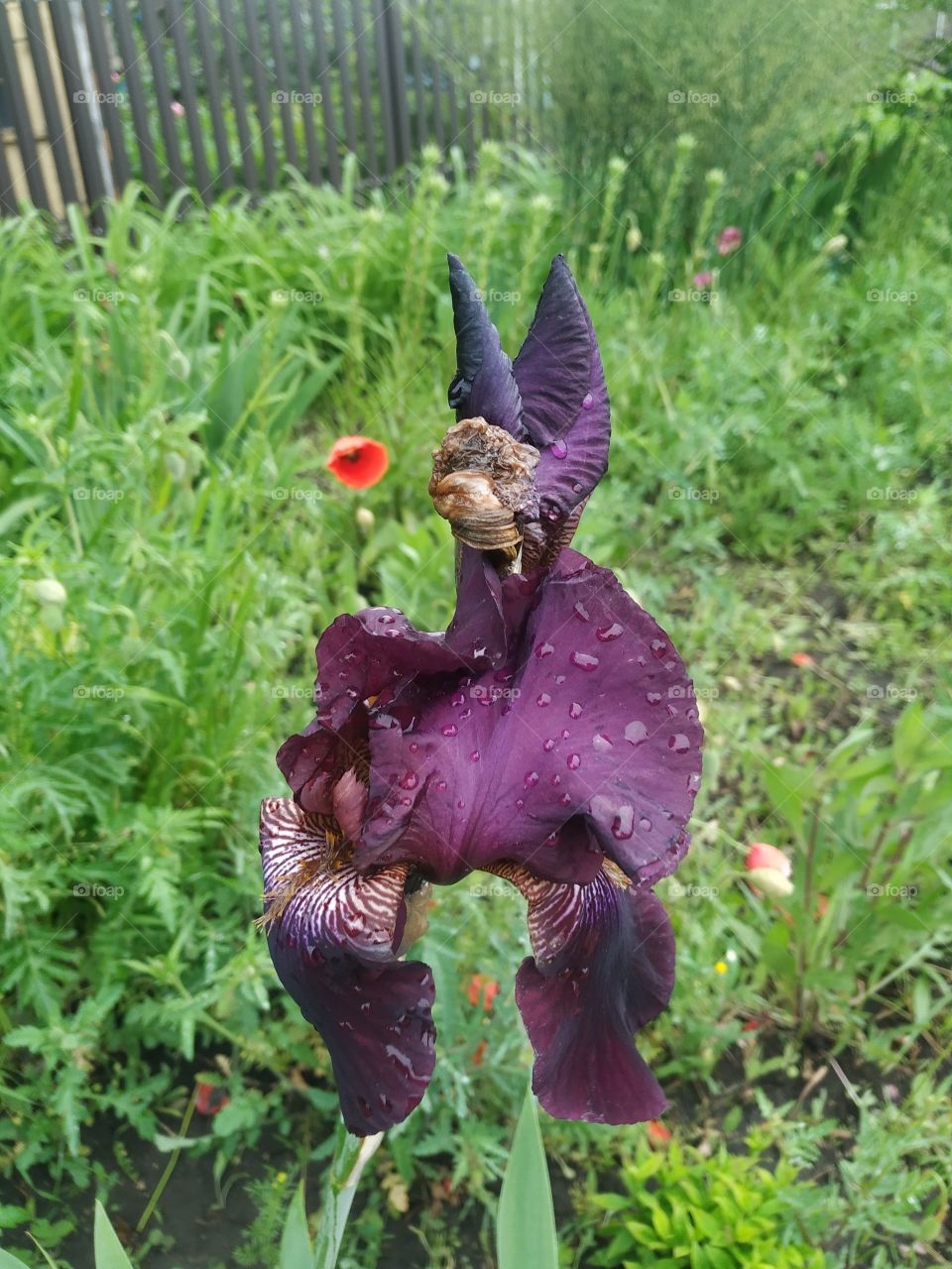 The purple iris like a monster