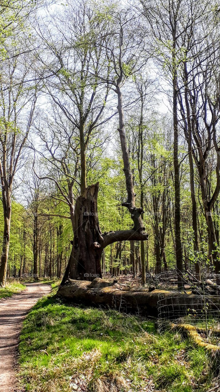 Ashridge Forest - Strange Tree