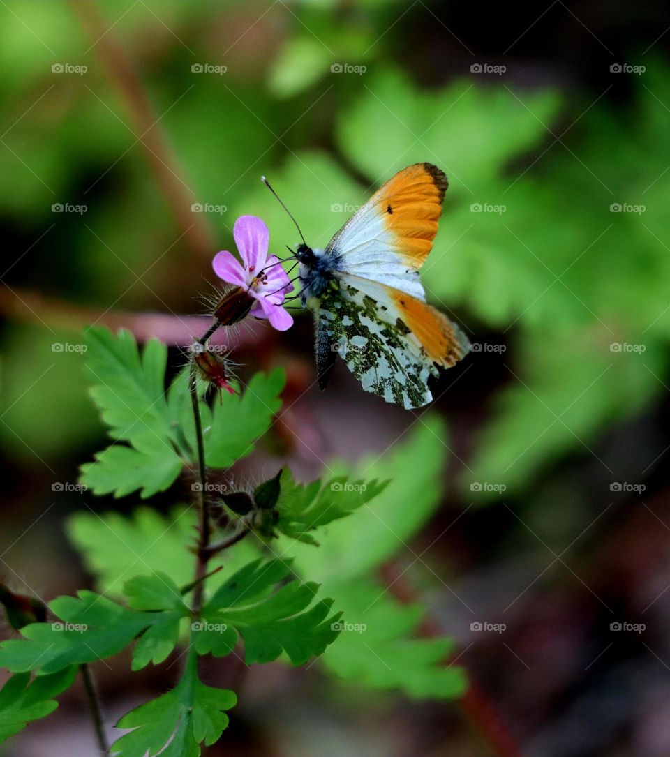 orange Spitzenschmetterling, butterfly